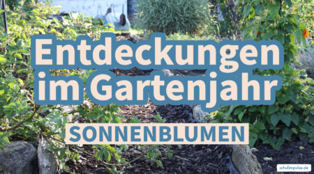 Entdeckungen im Gartenjahr – Sonnenblumen
